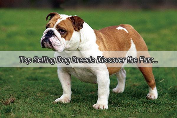 Top Selling Dog Breeds Discover the Furry Stars of the Pet World